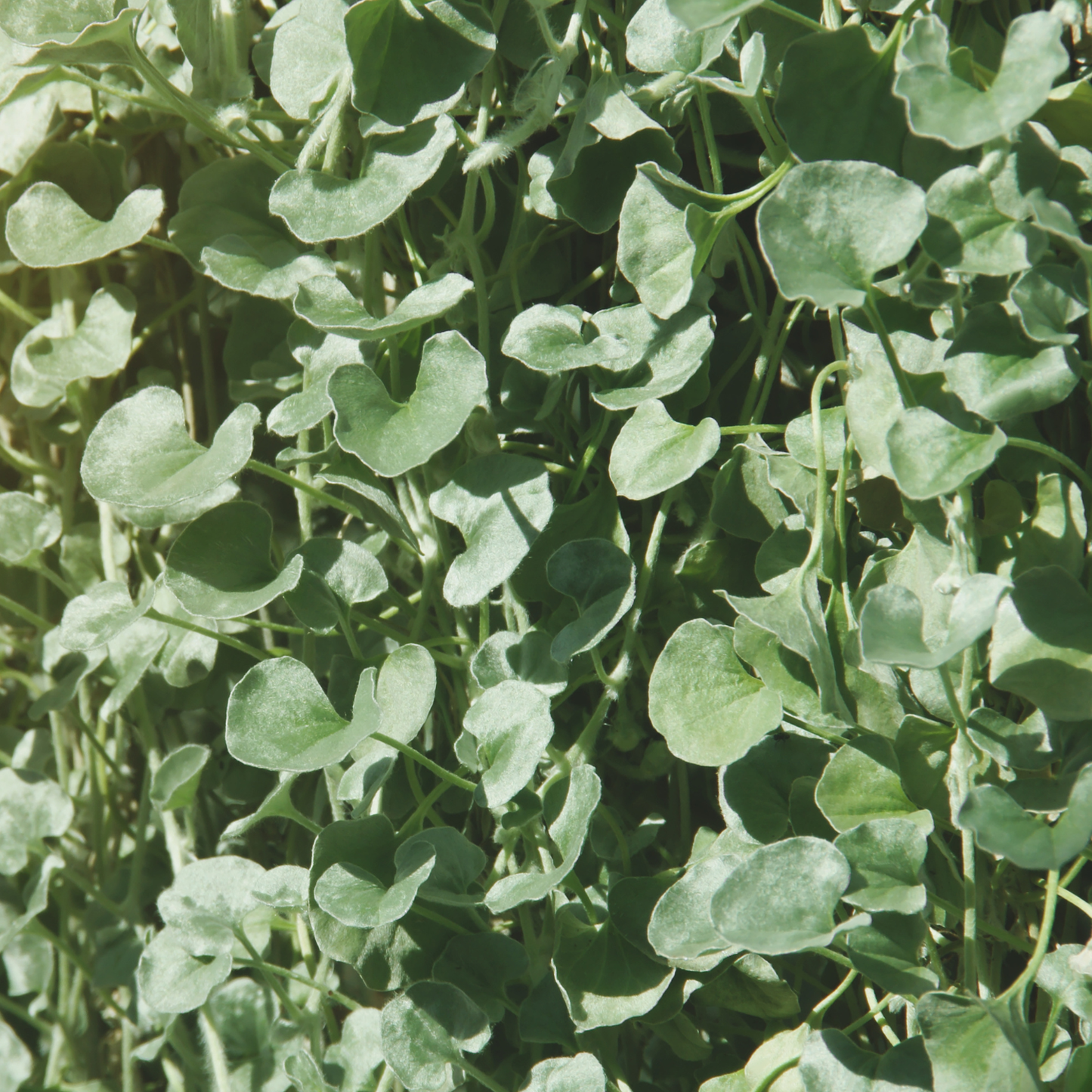 Silver Falls Dichondra