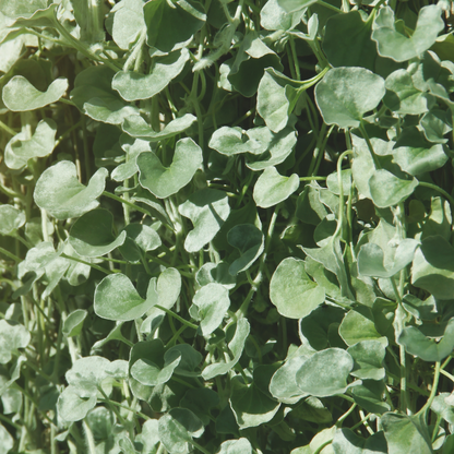 Silver Falls Dichondra