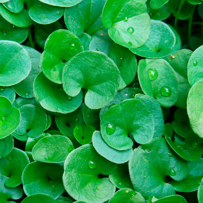 Emerald Falls Dichondra