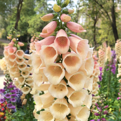 Dalmatian Peach Foxglove