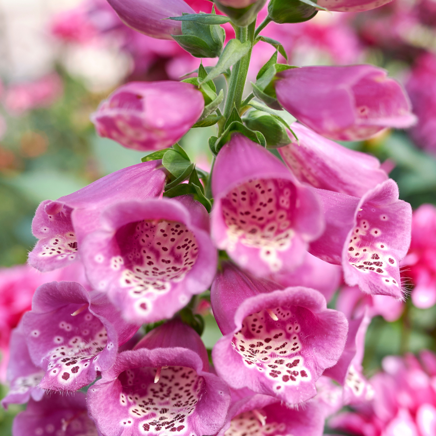 Dalmatian Rose Foxglove