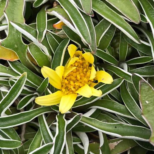 Silver Carpet Dymondia