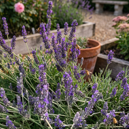 Davy's Love Purple Floral Lavender