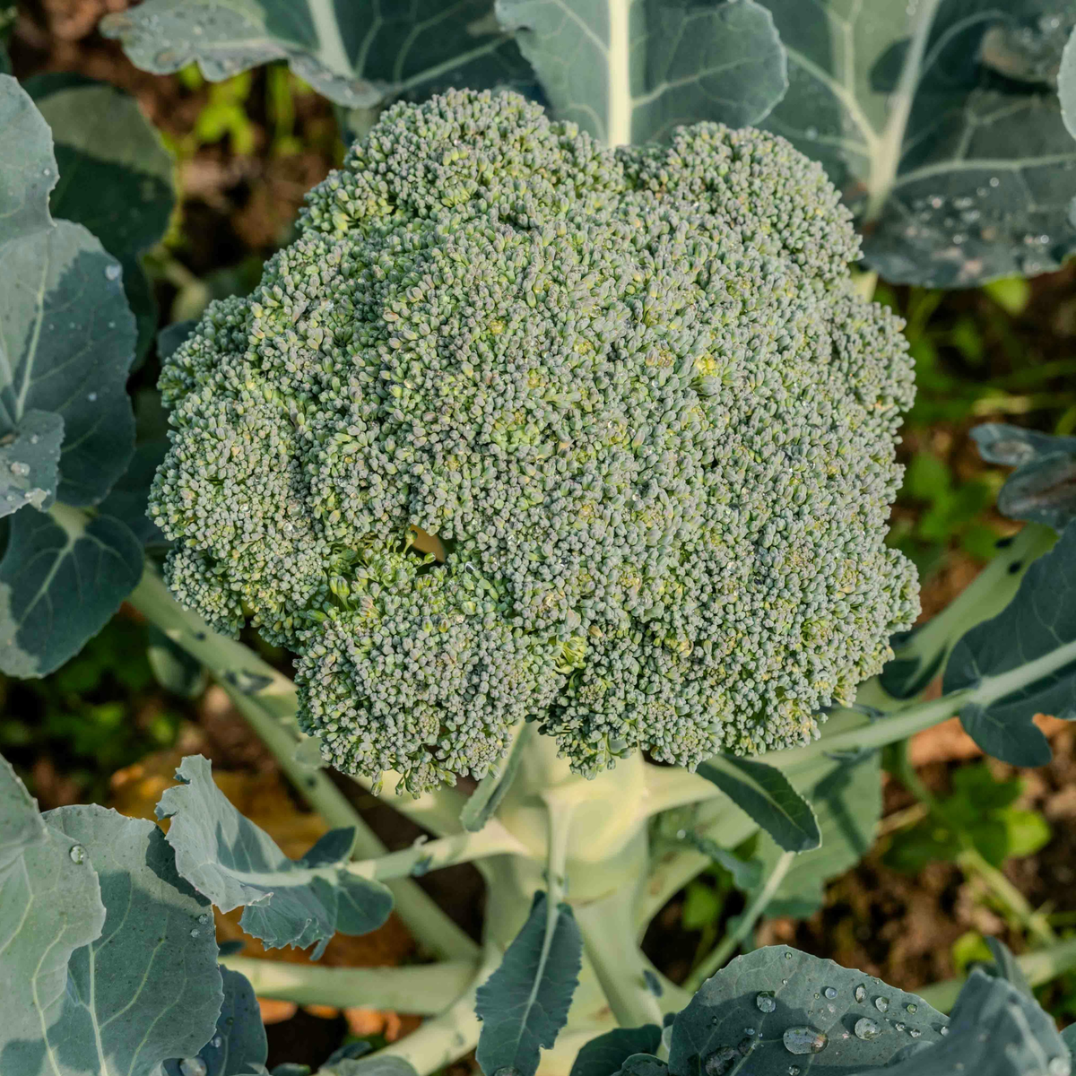 Di Cicco Broccoli in a 3-inch pot, an organic heirloom seedling grown for its long run of side shoots