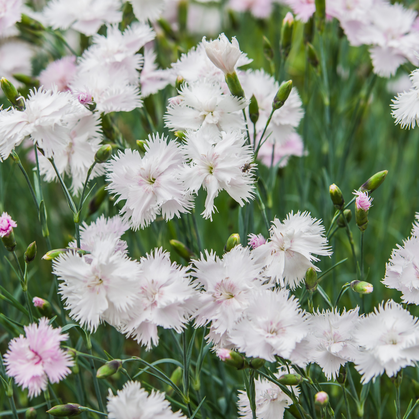 Diana White Dianthus