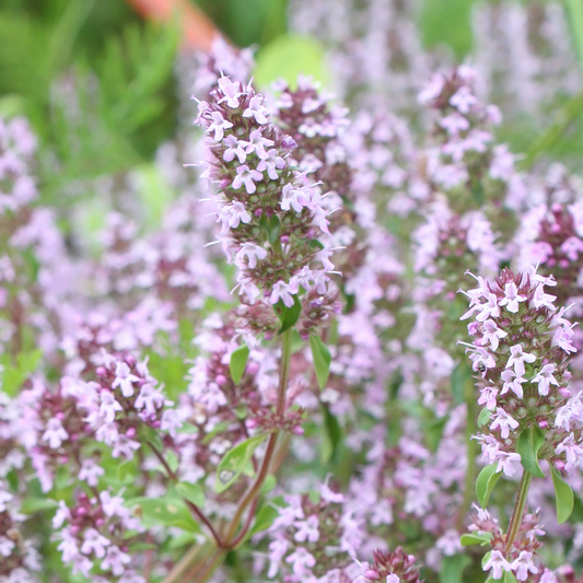 Dot Wells French Thyme