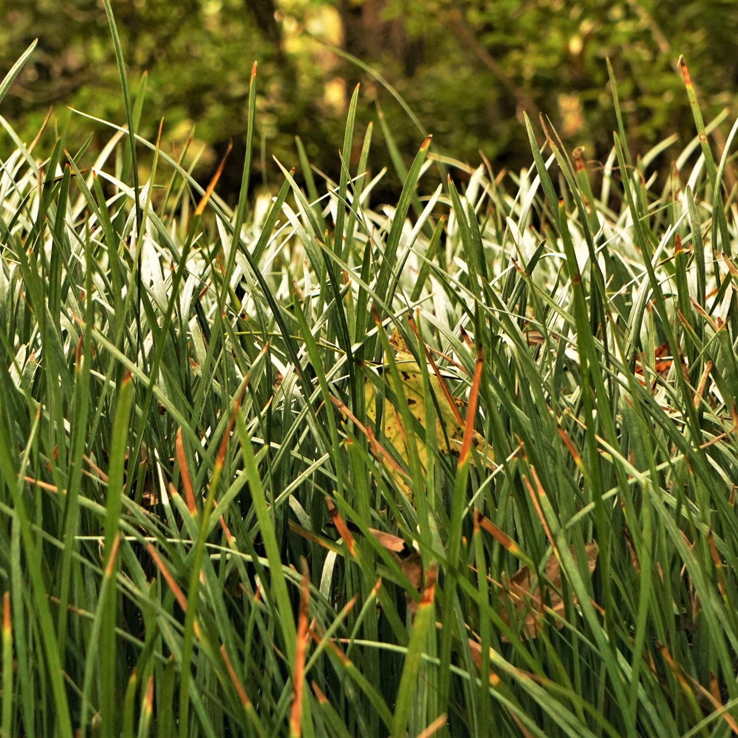Dwarf Mondo Grass - 4