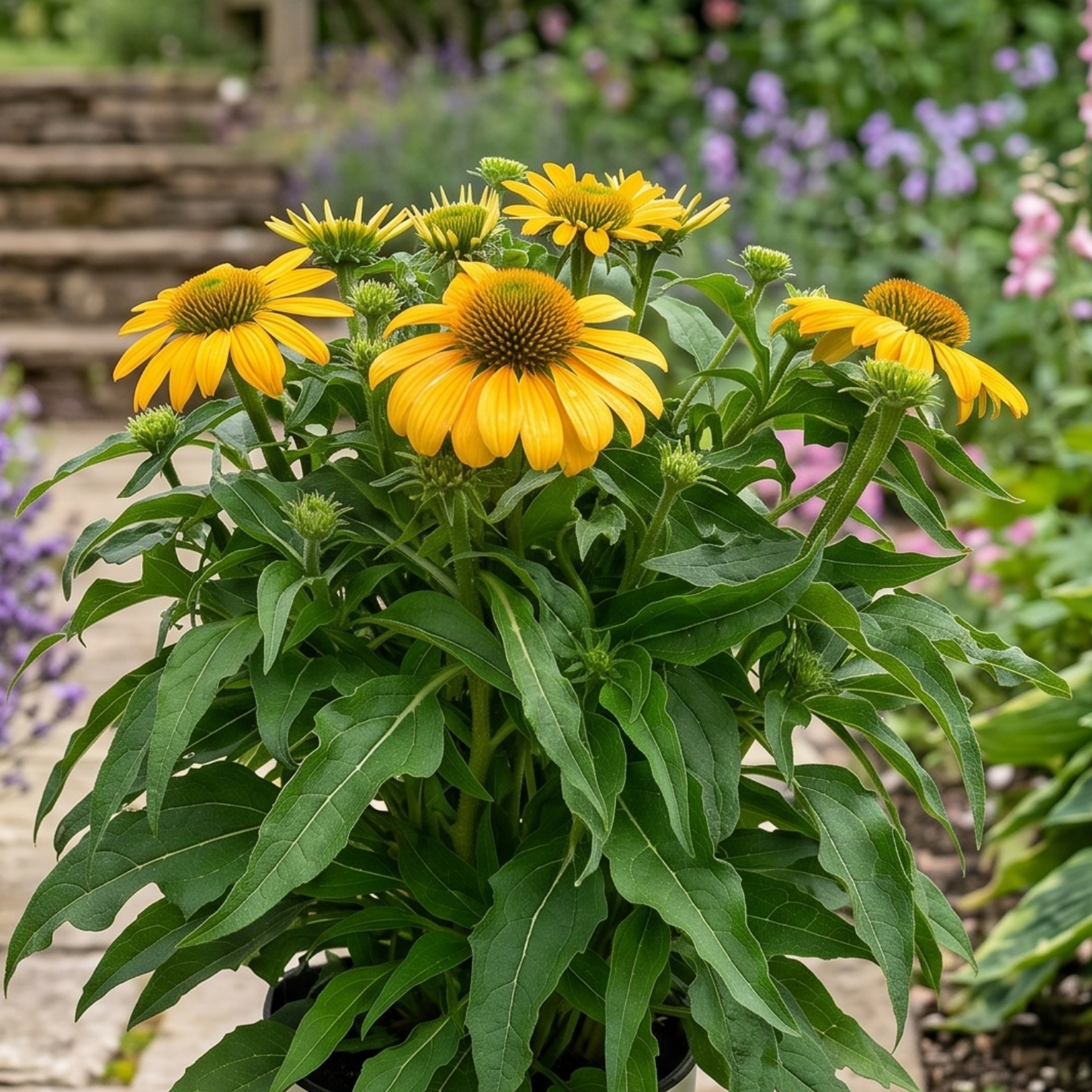 Guatemala Gold Coneflower
