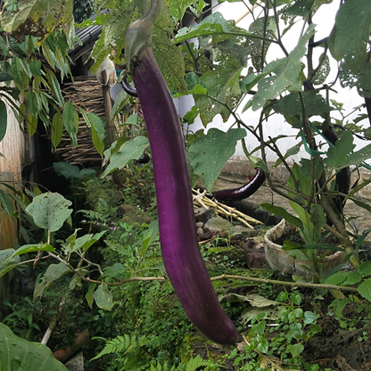 Ping Tung Long Eggplant
