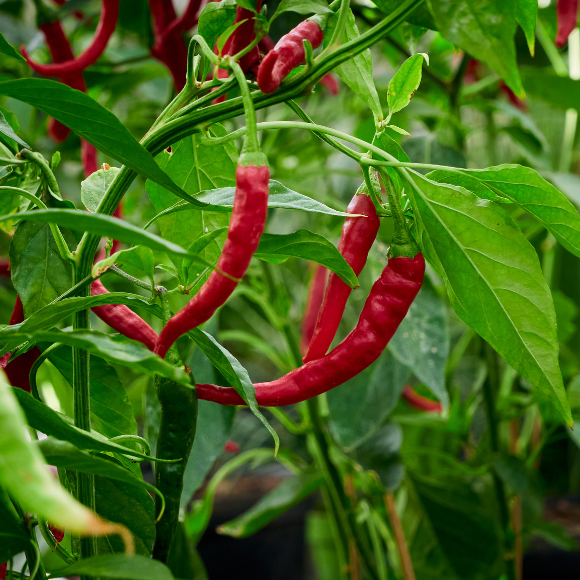 Ark Of Taste Jimmy Nardello's Sweet Italian Frying Pepper