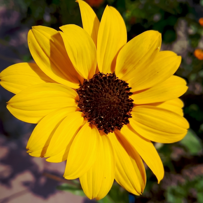 Bush Sunflower