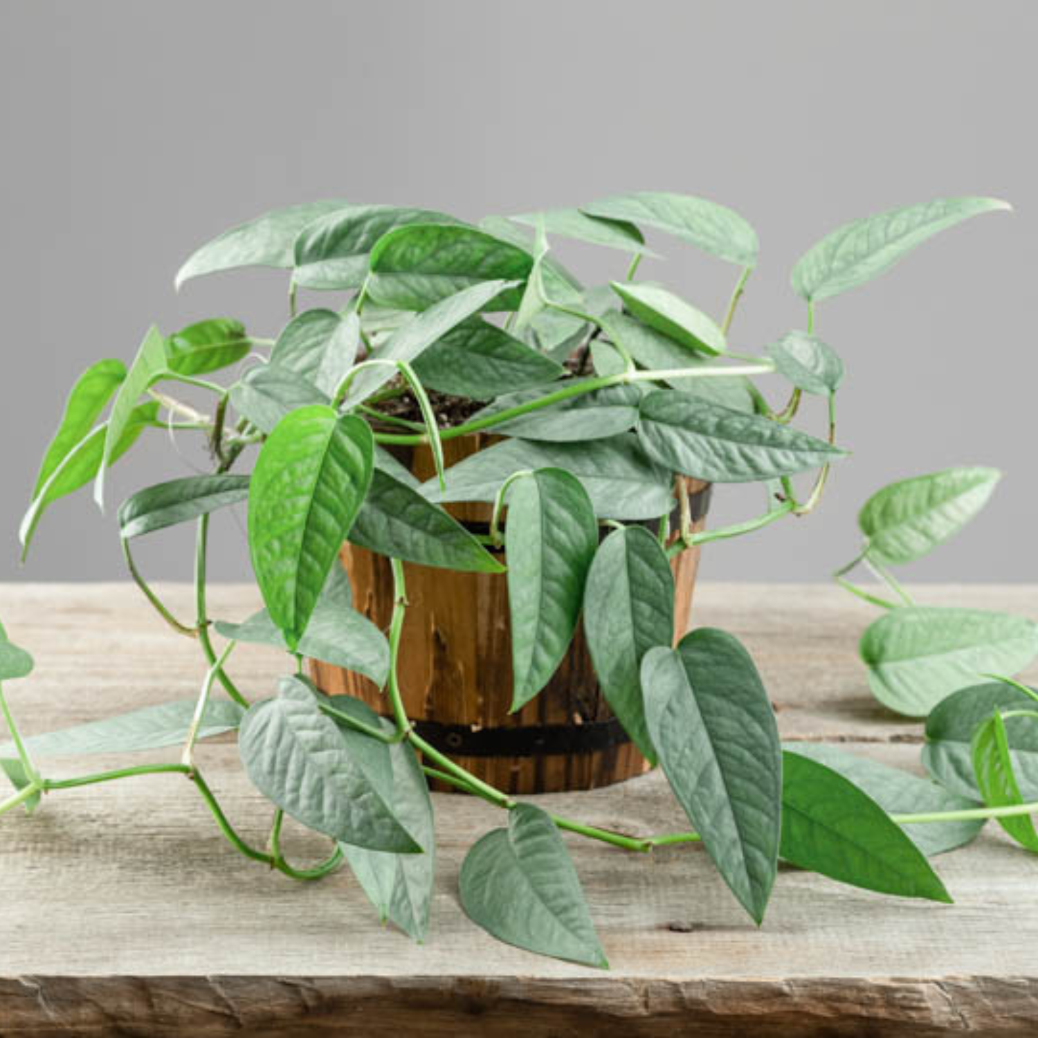 Cebu Blue Pothos - 6