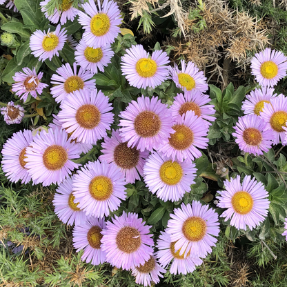 Sea Breeze Seaside Daisy Erigeron