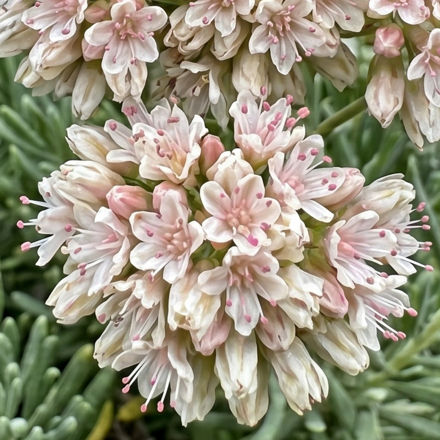 Warriner Lytle California Buckwheat