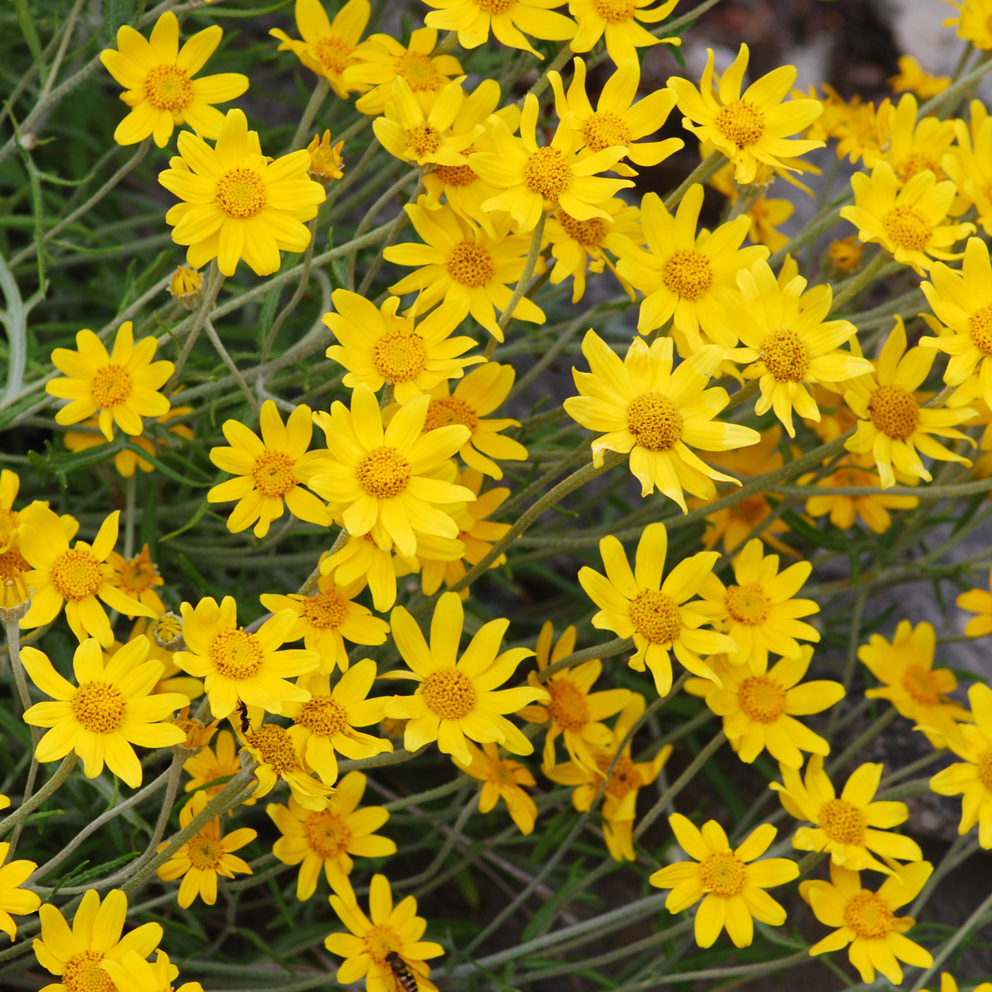 Oregon Sunshine Eriophyllum