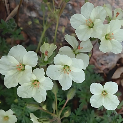 Yellow Storksbill Erodium