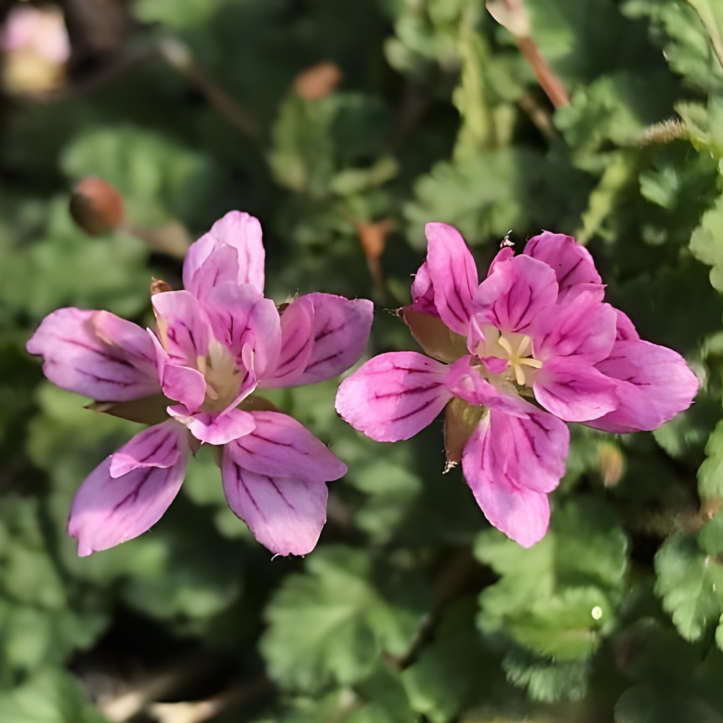 Pink Floral Alpine Geranium