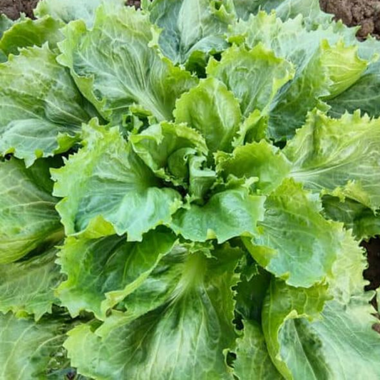 Ascolana Escarole,  6 plants
