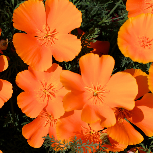 Orange King California Poppy