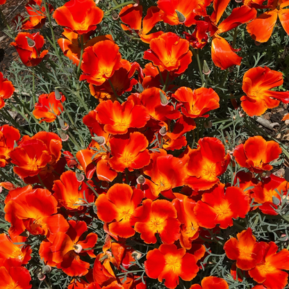 Red Chief California Poppy