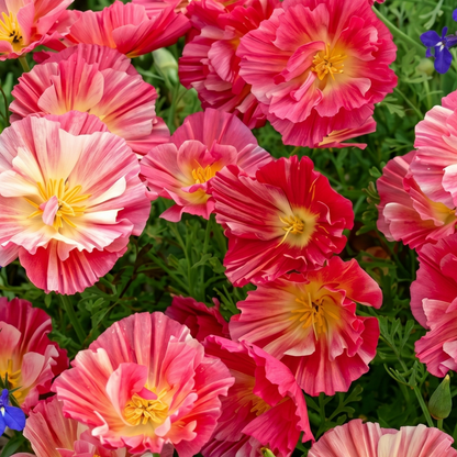 Rose Chiffon California Poppy