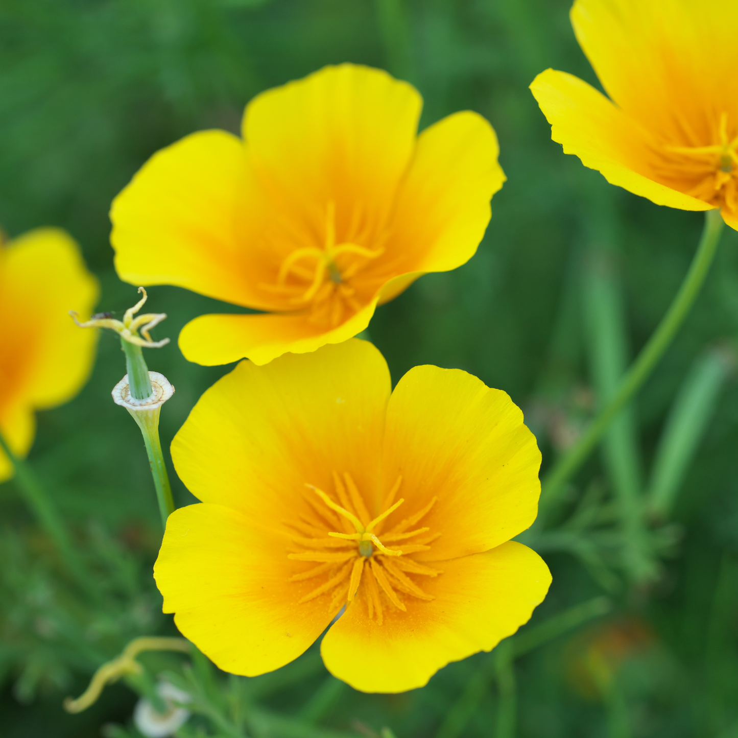 Maritime California Poppy