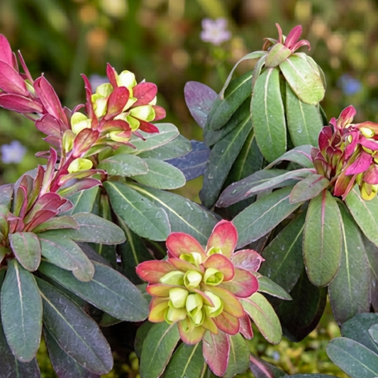 Purpurea Euphorbia