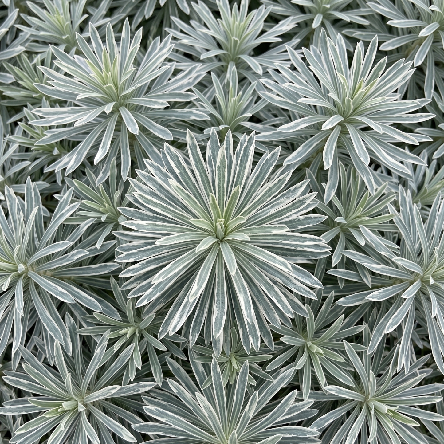 Glacier Blue Spurge