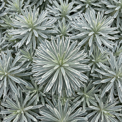 Glacier Blue Spurge