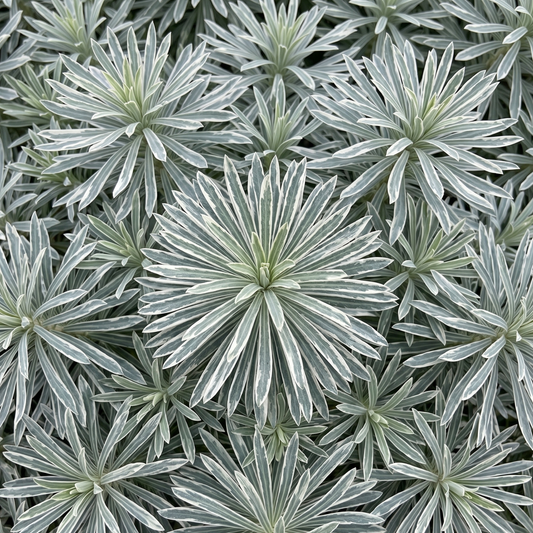Glacier Blue Spurge