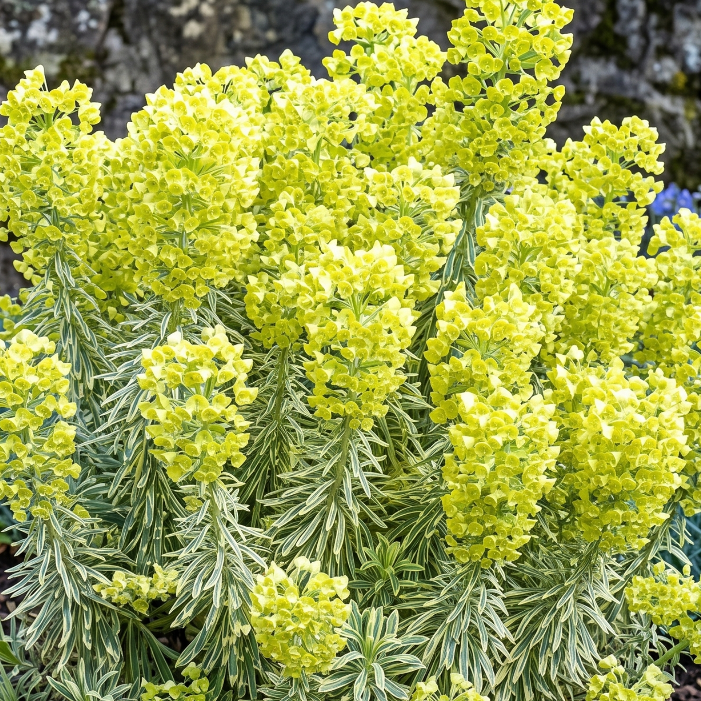 Tasmanian Tiger Spurge