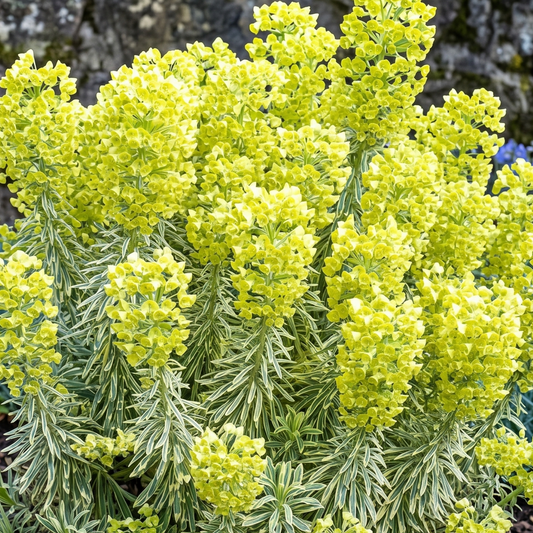 Tasmanian Tiger Spurge