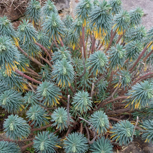 Mediterranean Euphorbia