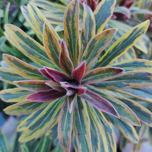 Ascot Rainbow Spurge
