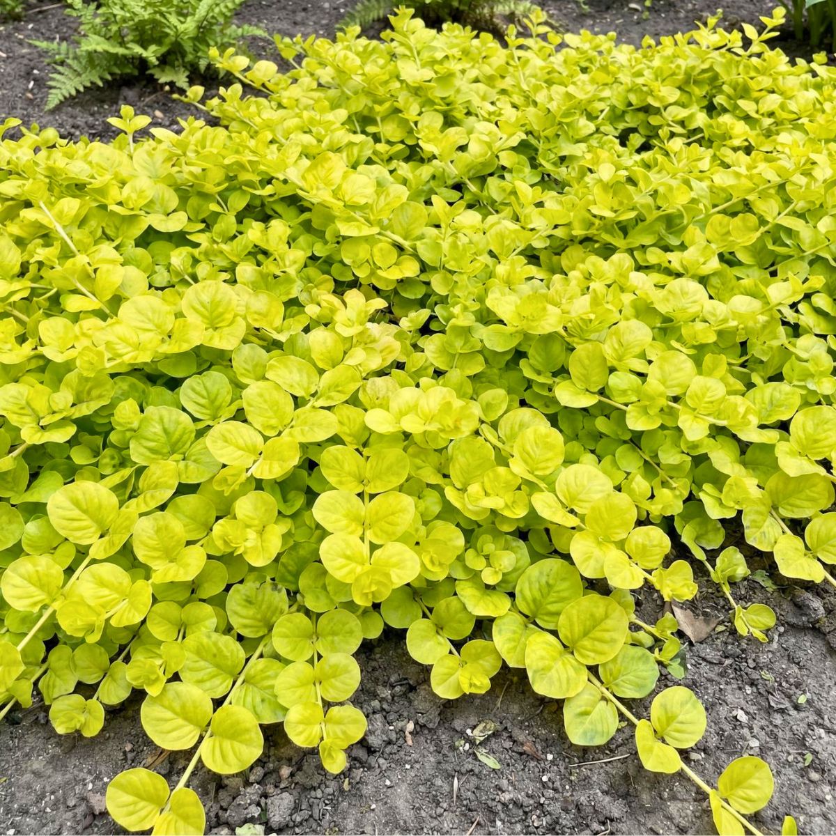 Golden Creeping Jenny
