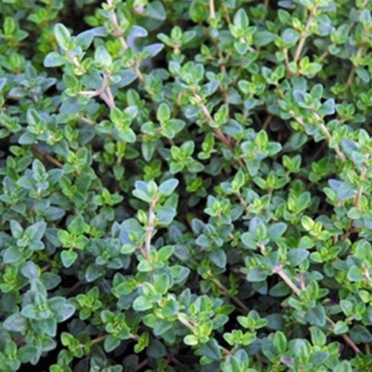 English Thyme