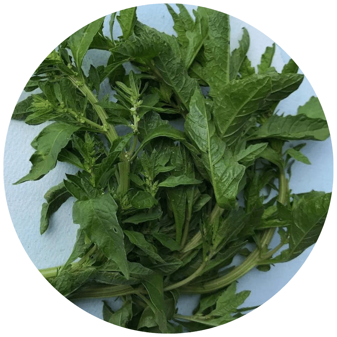 Epazote