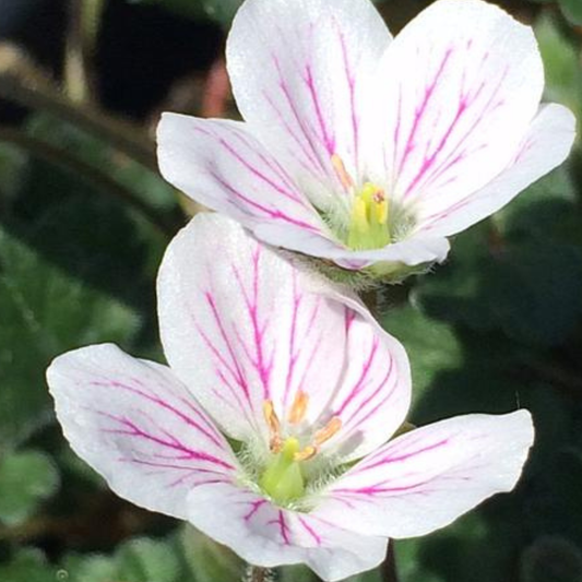 Album Erodium