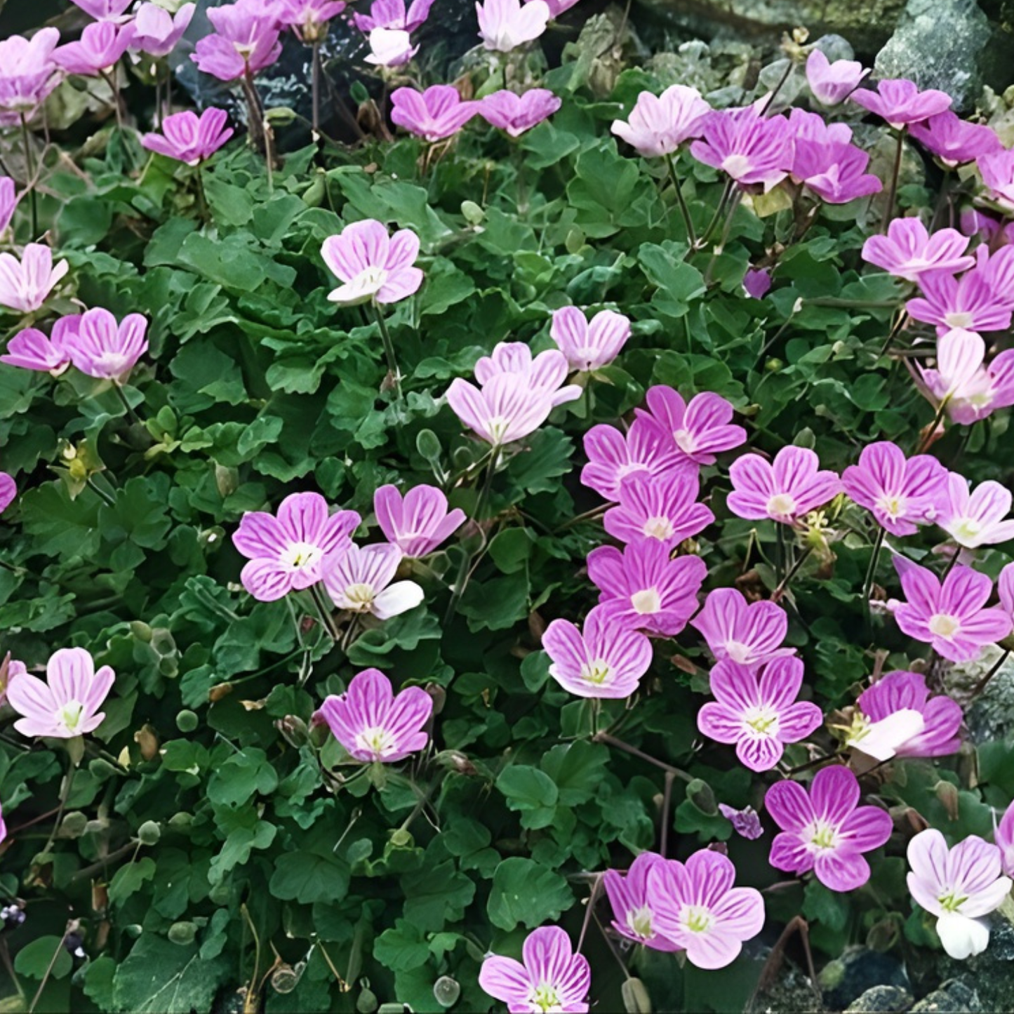 Bishop's Form Pink Floral Erodium