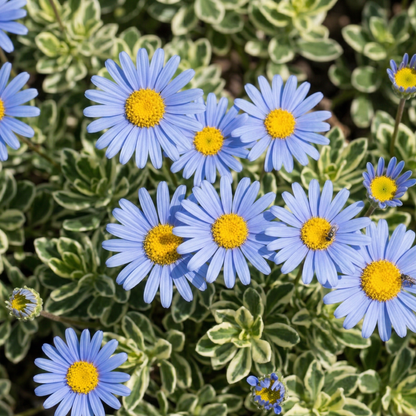 Variegata Blue Daisy Bush