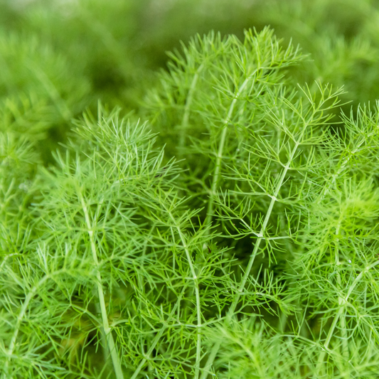 Grosfruchtiger Fennel