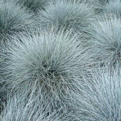 California Fescue