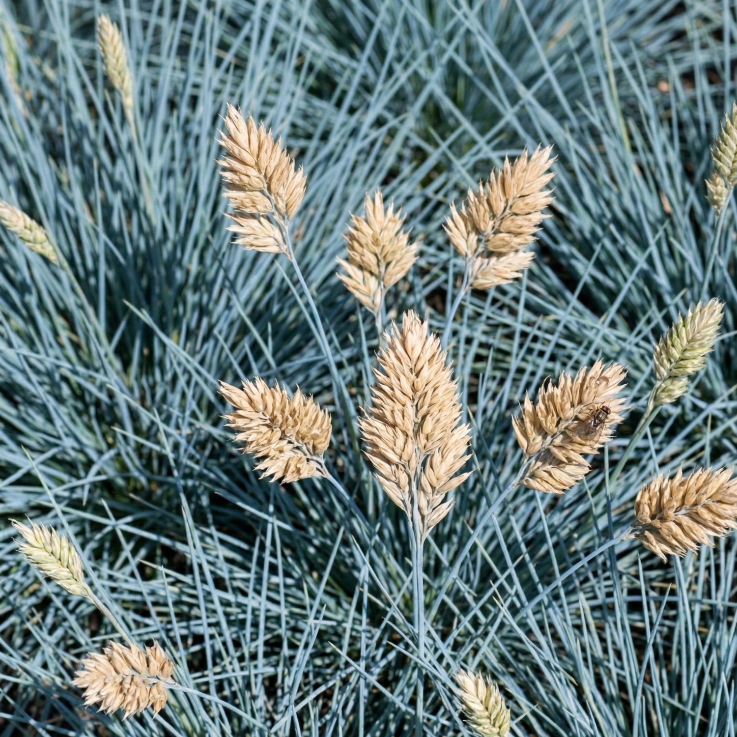 Beyond Blue Blue Fescue - 4" Live Ornamental Grass – Planted Places