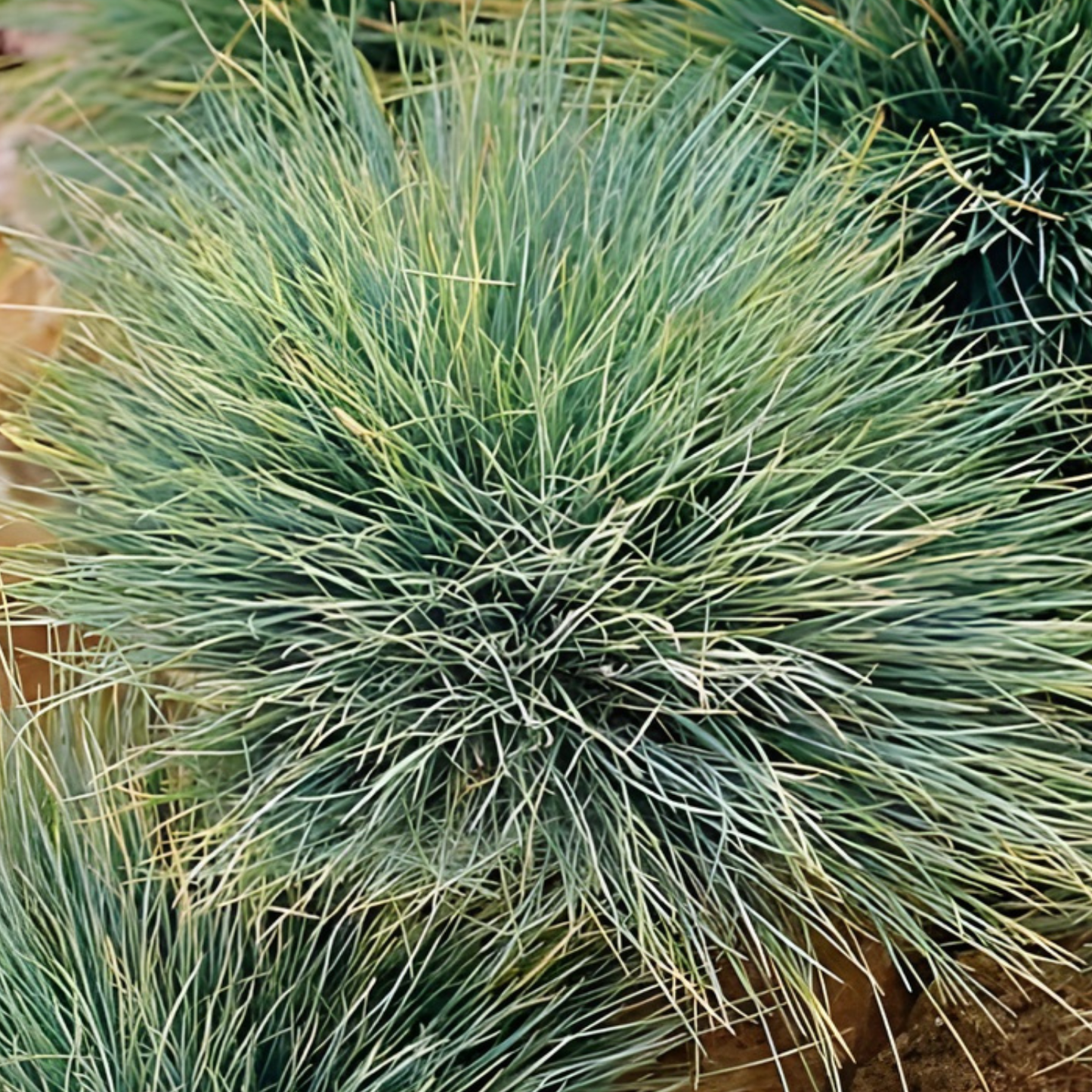 Elijah Blue Fescue