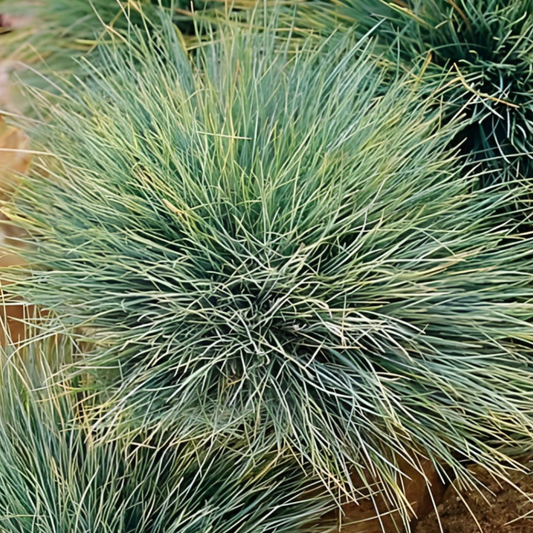 Elijah Blue Fescue