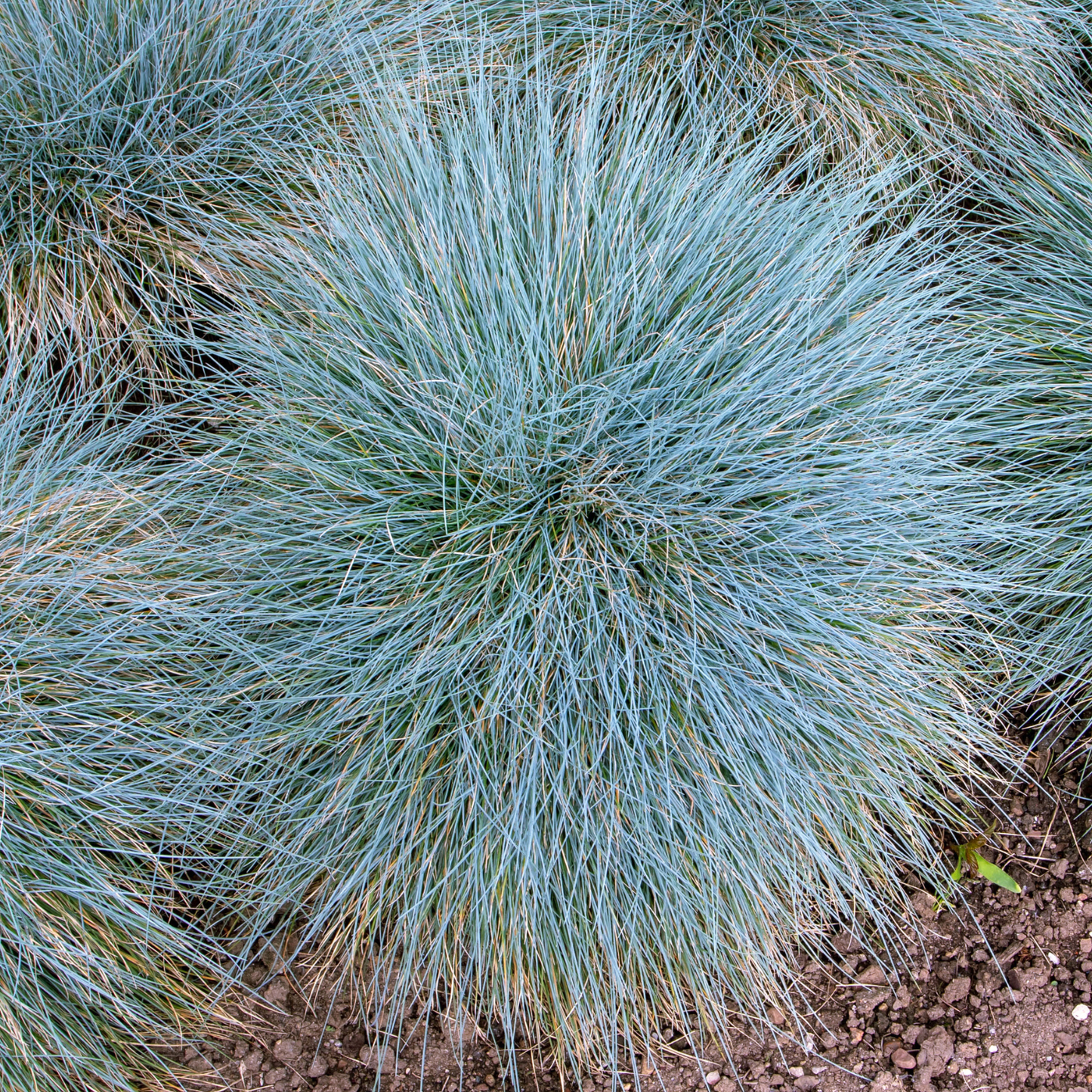 Tomales Bay Fescue