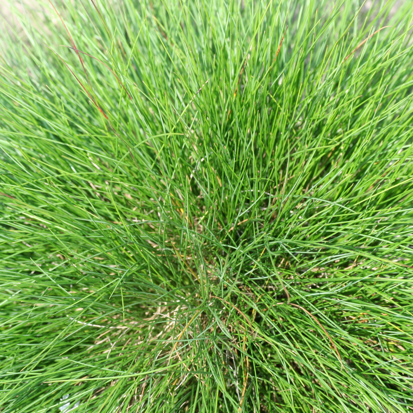Atlas Fescue