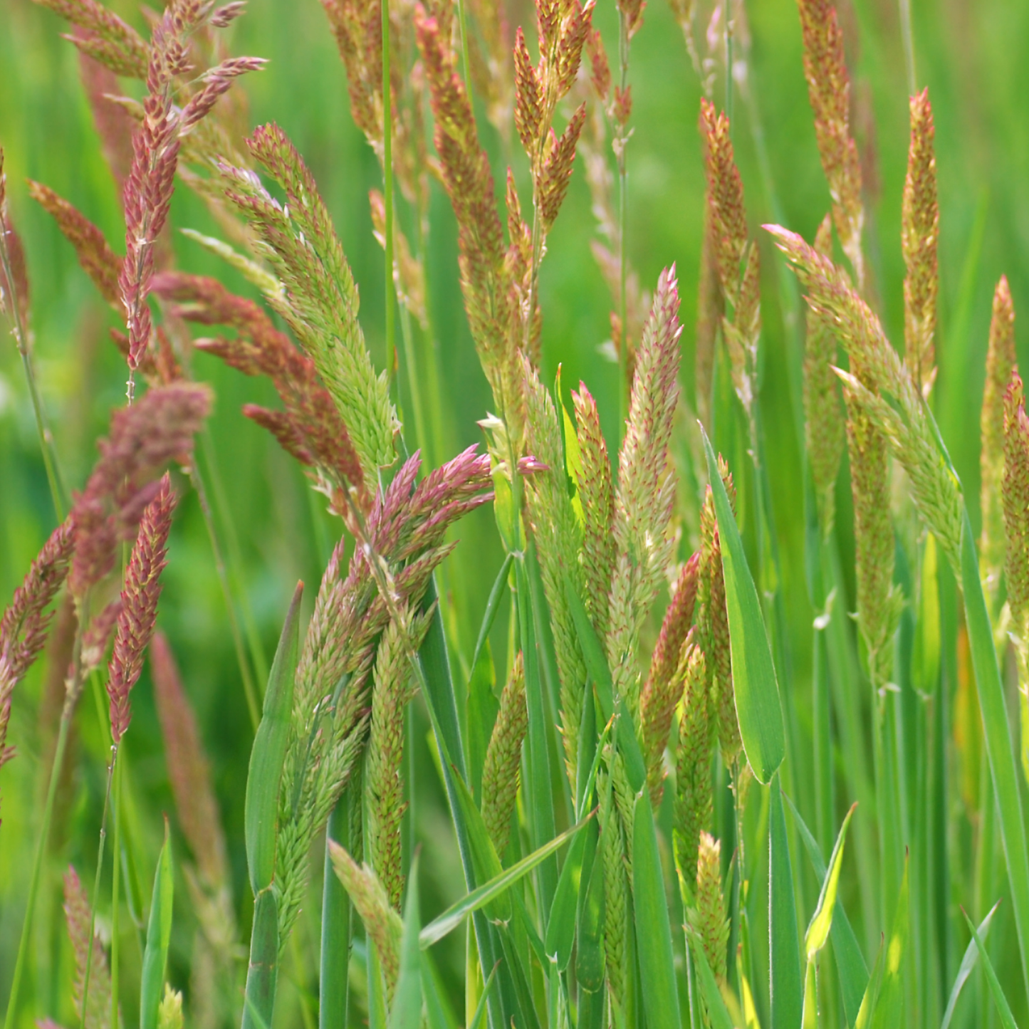 Red Fescue