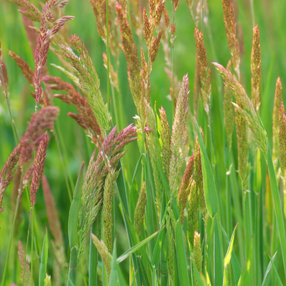 Red Fescue