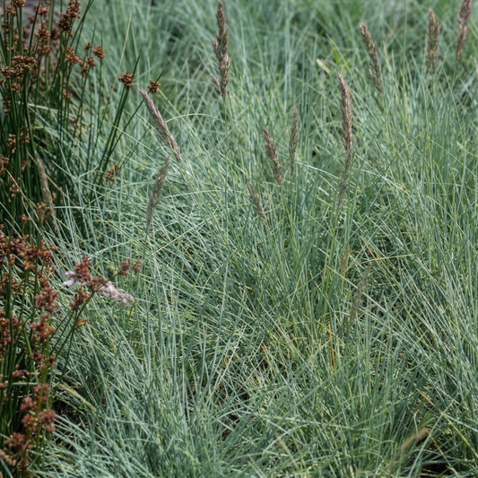 Patrick's Point Red Fescue